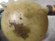 Ausgleichbehälter - - 7700839184E Renault I COUPE FASE 2 (DA..) 1.9 dCi Diesel CAT