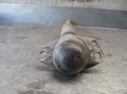 Achsschenkel Halter Rechts Vorne 13156048 Opel Astra H GTC (L08) Schrägheck 3-drs 1.6 16V Twinport (Z16XEP)