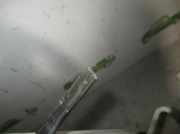 Tür Rechts Vorne 6317200503 Mercedes-Benz MB SERIE:100 D CAJA ABIERTA (W631) 2.4 Diesel