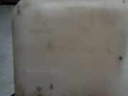 Getriebestütze 22316761094 BMW 5 serie (E60) Limousine 530d 24V (M57N-D30(306D2))