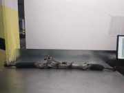 Lenkgetriebe 606700850 Alfa Romeo 156 (932) Limousine 1.9 JTD (AR37.101)