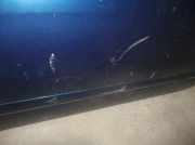 T?r Rechts Vorne 801002J035 Nissan PRIMERA BERLINA (P11) 1.8 16V CAT