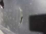 Stoßstange Hinten 51127178280 BMW X5 (E70) SUV 3.0d 24V (M57N2-D30(306D3))