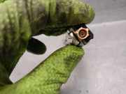 Airbag Lenkrad K851MCA001 Nissan Murano (Z50) SUV 3.5 V6 24V 4x4 (VQ35DE)