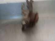 Achsschenkel Halter Rechts Vorne SU001A6462 Toyota ProAce Van 1.6 D-4D 95 16V (3WZTV(DV6FDU))