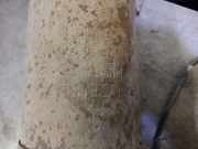 Katalysator 208026180R Dacia 1.5 dCi Diesel FAP CAT