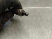 Kraftstoff-Injector 6S7Q9K546AA Ford Mondeo III Schr?gheck 2.2 TDCi 16V (QJBB)