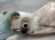 Scheibenwaschbehälter 7700843902C Renault Scénic I (JA) -> 1999, Zie MEGANE Großraumlimousine 1.9 dTi (F9Q-744)