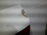 Hintertür 6K5827025G Seat Cordoba (6C2/6K2) Limousine 1.9 TDi SXE,GT,SX (AHU)