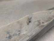 Zierleiste Kotflügel Links Vorne 7701692570 Nissan Autobús (X70) dCi 115