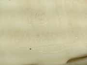 Rücksitzbank 39871533 Volvo C30 (EK/MK) Schrägheck 3-drs 1.8 16V (B4184S11)