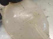 Ausgleichbeh?lter - 217100680R Dacia Duster (SR) SUV 1.6 16V (H4M-729(H4M-D7))