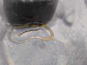 Bodenschutz A2046100208 Mercedes-Benz C Estate (S204) Kombi 3.0 C-320 CDI V6 24V (OM642.960)