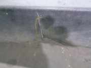 Stoßstange Hinten GRISOSCURO Peugeot 405 BERLINA 1.9 Turbodiesel