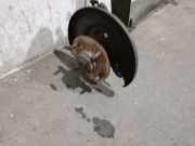 Hinterachse 55501BM410 Nissan Almera (N16) Limousine 2.2 Di 16V (YD22)