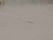 Sonnenblende Links 9467484177 Fiat Scudo (270) Bus 1.6 D Multijet (DV6UTED4(9HU))