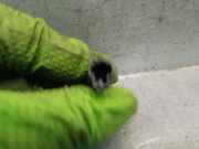 Nebelscheinwerfer Links Vorne 7700838255 Renault (F/KC0) 1.2