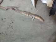 Auspuff Endtopf 9817128780 Peugeot 5008 II (M4/MC/MJ/MR) Gro?raumlimousine 1.5 BlueHDi 130 (DV5RC(YHZ))