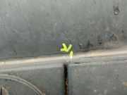 Scheibenwischer Abdeckung 31278077 Volvo S80 (AR/AS) Limousine 3.0 T6 24V AWD (B6304T4)