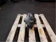 BMW 5 F10/F11 2017 N57-D30A Differential 31508635698 39500KM