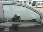 Seitenscheibe rechts vorne Peugeot 206 Schrägheck 2A/C 920290