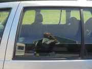 Türscheibe links hinten VW Golf IV Variant 1J 1J9845025G