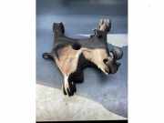 Traggelenk BMW 5er Touring F11 33326780072