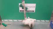Behälter Scheibenwaschanlage Citroen Berlingo II Kasten B9 9681875180