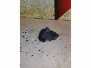 Zündspule von einem Mercedes A-Klasse