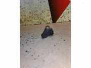 Kurbelwelle Sensor von einem Ford Fiesta