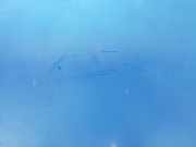 Tür Rechts Vorne 6Q3831056K Volkswagen Polo IV (9N1/2/3) Schrägheck 1.4 16V (BBY) 2001 BBY