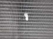 Radiator 1K0121253AA Volkswagen Golf Plus (5M1/1KP) Großraumlimousine 1.9 TDI 105 (BKC) 2005 BKC