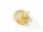 Ausgleichbehälter 9821049380 Citroën SpaceTourer Bus 2.0 Blue HDI 150 (DW10FD(AHX)) 2016