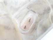 Ausgleichbehälter 8E0121403F Audi S4 Avant (B7) Kombi S4 4.2 V8 40V (BBK) 2005