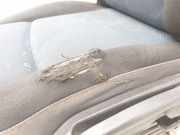 Sitz Links Vorne ENTELA Renault Master III (MA/MB/MC/MD/MH/MF/MG/MH) Van 2.3 dCi 16V (M9T-B8)