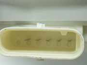 Türschloss Rechts Vorne 8X1837016C Audi A4 Avant (B9) Kombi 3.0 TDI V6 24V (CSWB) 2016