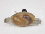 Ausgleichbehälter 217100015R Renault Master III (EV/HV/UV/VA/VB/VD/VF/VG/VJ) Chassis-Cabine 2.3 dCi 125 16V FWD (M9T-676(Euro 4)) 2011