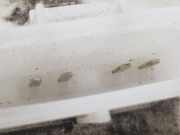 Vorförderpumpe 2071710 Ford Focus 3 Schrägheck 1.0 Ti-VCT EcoBoost 12V 125 (M1DD) 2016