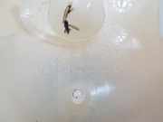 Ausgleichbeh?lter 9678126080 Peugeot 3008 II (M4/MC/MJ/MR) Gro?raumlimousine 1.5 BlueHDi 130 (DV5RC(YHZ))