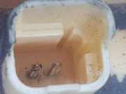 Tankschwimmer 1525QE Peugeot 207/207+ (WA/WC/WM) Schrägheck 1.6 HDi 16V (DV6ATED4(9HX)) 2008