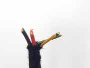 Gasdruckfedern Set Hinten 51247188489 BMW SERIE E7172 5.0i