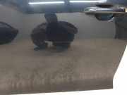 Tür Links Vorne 76003D4000 Kia Clarus Limousine 2.0i SLX,GLX 16V (FE-16V)