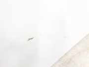 Motorhaube 7901K5 Citro?n CITROEN 1.6 HDi 75 SX Familiar