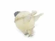 Ausgleichbehälter 1323T9 Peugeot 207/207+ (WA/WC/WM) Schrägheck 1.4 HDi (DV4TD(8HZ)) 2007