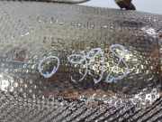 Rußpartikelfilter A6541403801 Mercedes-Benz C (W205) Limousine C-180d 1.6 Turbo 16V (OM654.916)