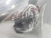 Stoßstange Vorne 57702FJ030 Subaru XV (GP) SUV 1.6 AWD 16V (FB16) 2014