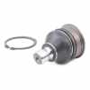 RIDEX 2462S0299 Traggelenk Führungsgelenk Vorne für SUZUKI SWIFT III (MZ, EZ) Bild RIDEX 2462S0299 Traggelenk Führungsgelenk Vorne für SUZUKI SWIFT III (MZ, EZ)