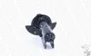 Stoßdämpfer Vorderachse MONROE 71661 Bild Stoßdämpfer Vorderachse MONROE 71661