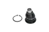 Trag-/Führungsgelenk Vorderachse unten KAVO PARTS SBJ-10011 Bild Trag-/Führungsgelenk Vorderachse unten KAVO PARTS SBJ-10011